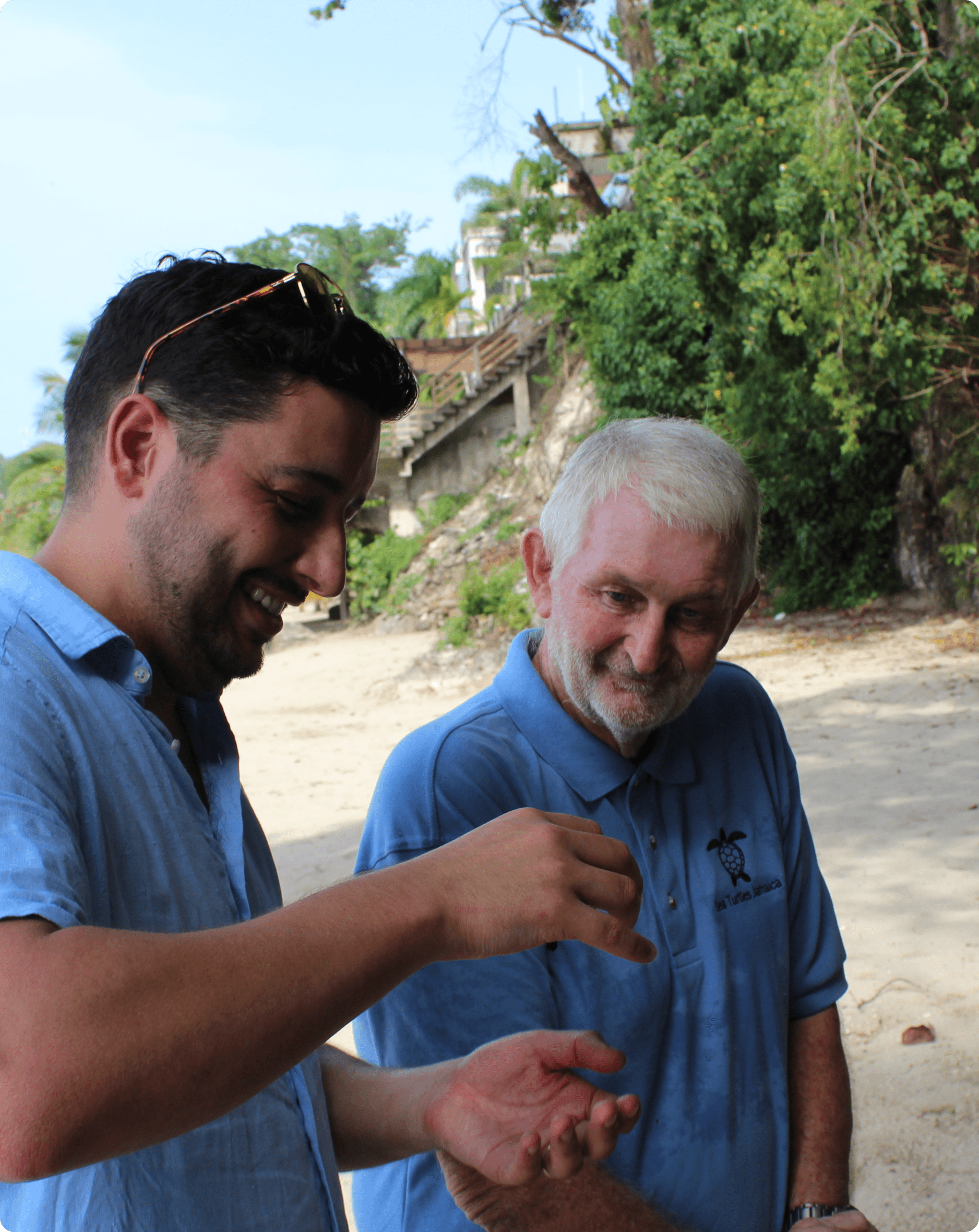 Image of sea turtle being held