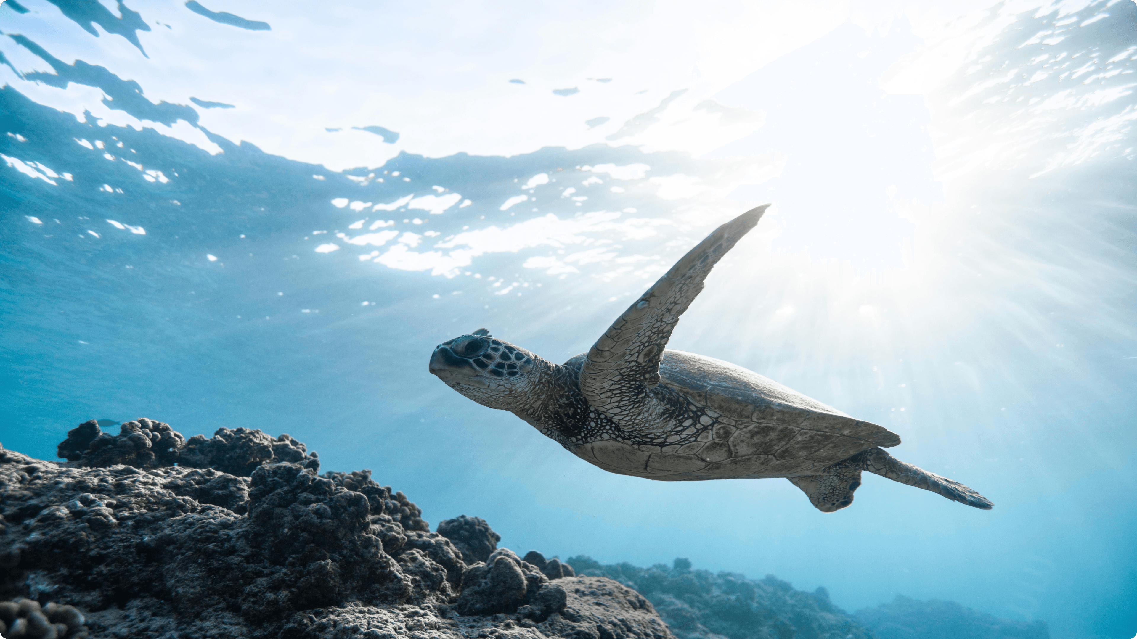 Image of sea turtle in the sea